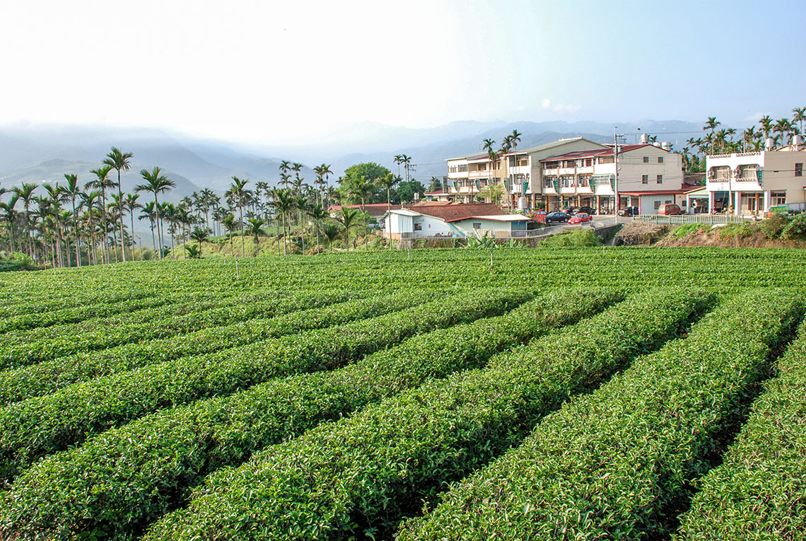 凍頂茶園景觀