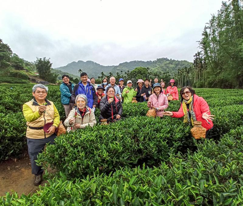 帶領民眾進行採茶的體驗 照片提供者：朱肇維
