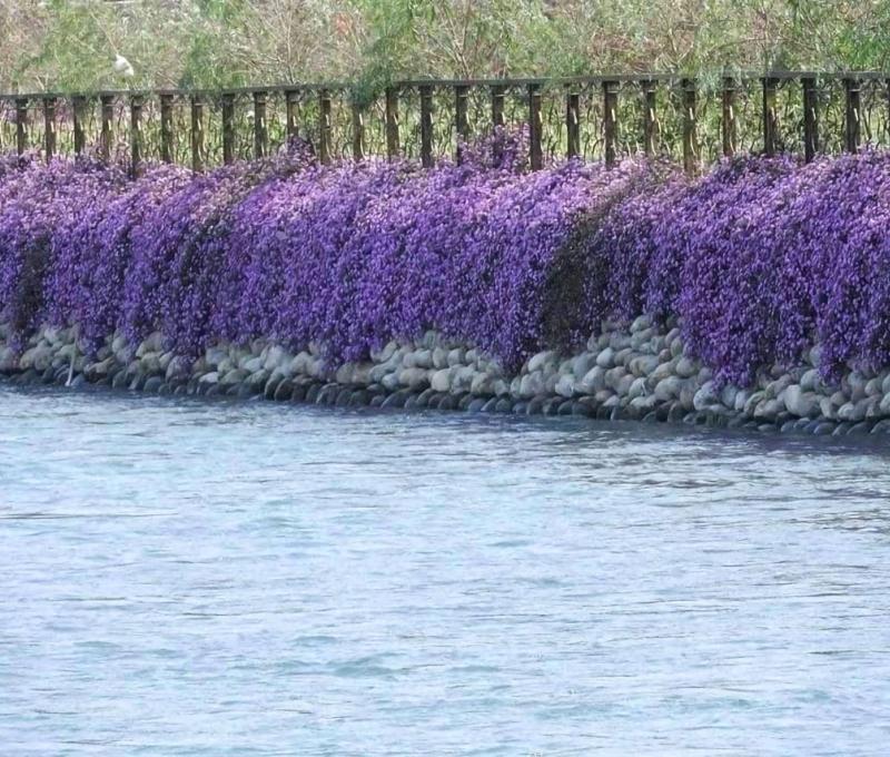 沿岸風景-1 照片提供者：臺中市后豐社區大學廖啟宗、吳怡靜、詹智傑共同提供 / 拍攝日期：2022/7/1