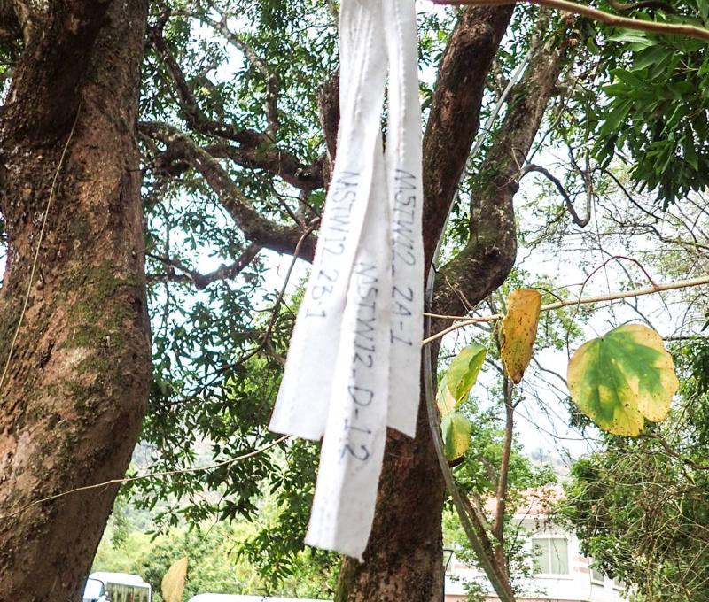 烏山嶺水利古道，是山海圳國家綠道第21段（MSTW 21） 照片提供者：千里步道協會