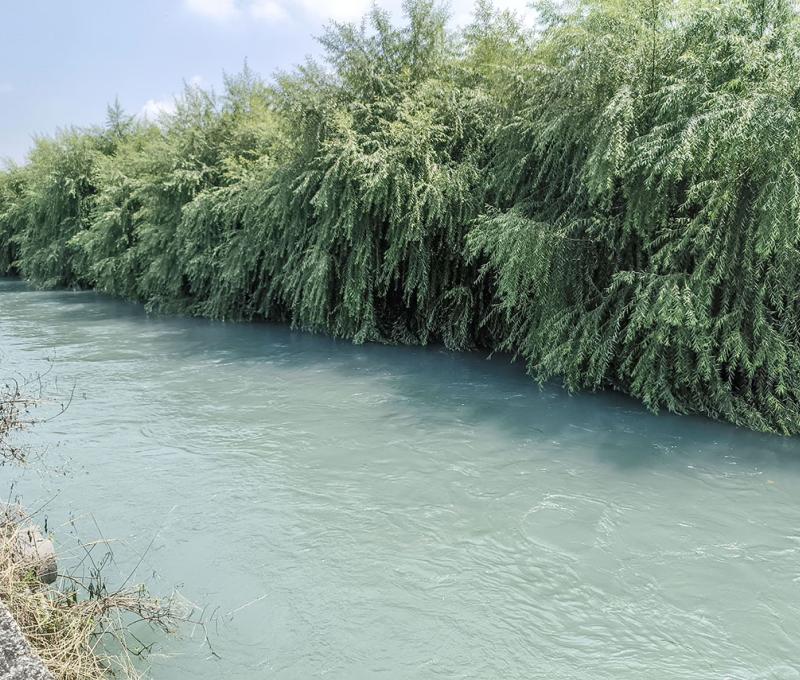 綠陽垂柳-1 照片提供者：臺中市后豐社區大學廖啟宗、吳怡靜、詹智傑共同提供 / 拍攝日期：2023/9/14