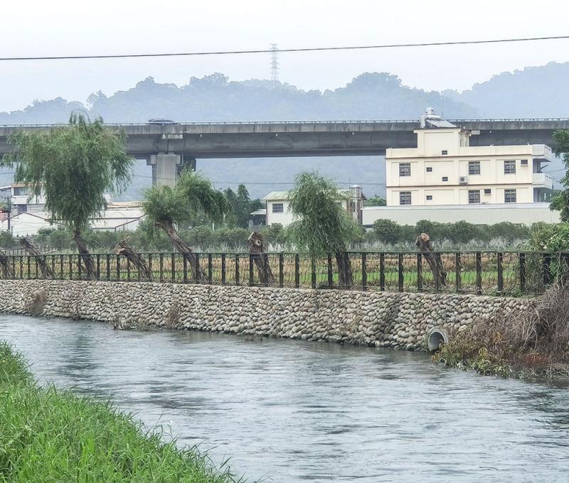 綠陽垂柳-5  照片提供者：臺中市后豐社區大學廖啟宗、吳怡靜、詹智傑共同提供 / 拍攝日期：2025/4/20