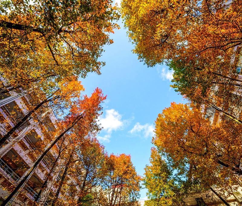 城市裡的森呼吸