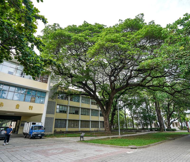 測量系系館外雨豆樹 照片提供者：踏溯臺南辦公室