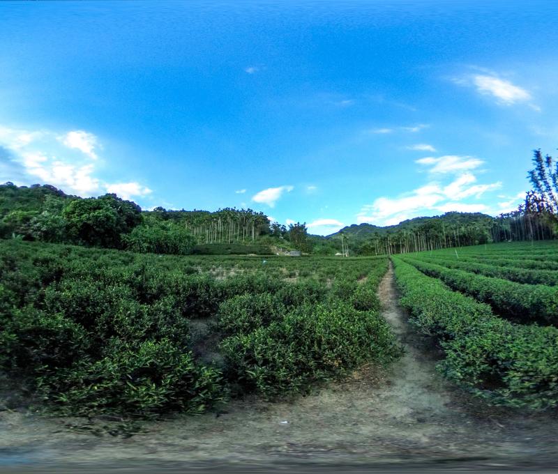 天芳茶行的茶園景色也相當怡人。照片拍攝者：三峽學教師社群 / 拍攝日期：2022/07/24