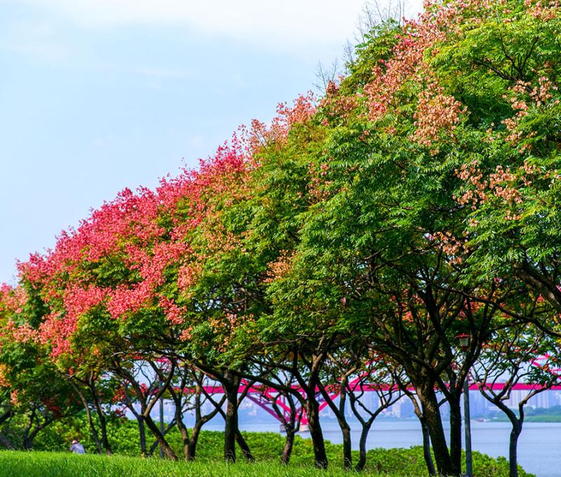 綠葉紅花襯關渡(隘口後是關渡橋)