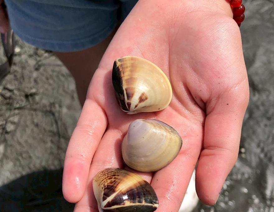 潮間帶摸蛤照片提供者:彰化海洋食研基地團隊 潮間帶摸蛤照片提供者:彰化海洋食研基地團隊