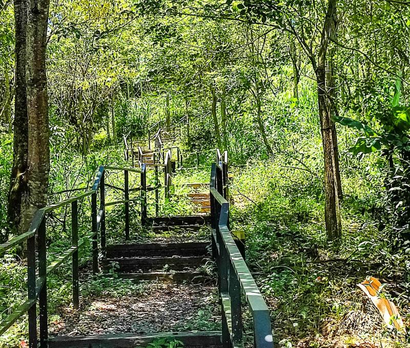 茶文館對面的茶山有著蜿蜒的林蔭小徑。照片拍攝者：三峽學教師社群 / 拍攝日期：2022/07/24
