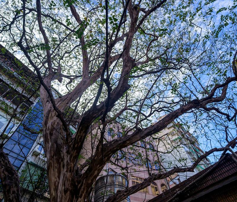 鄭成功神靈化身的九芎樹