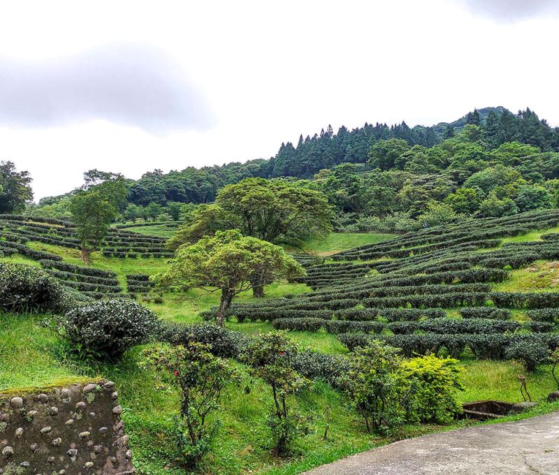 三峽熊空茶園擁有豐富的茶葉種植經驗，園區佔地廣闊，環境優美。照片拍攝者：北大高中三峽學教師團隊