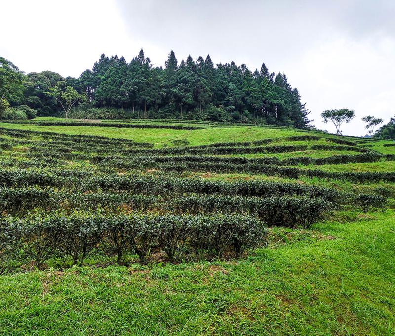 坐落於三峽海拔700公尺的壯麗山景和碧綠的茶園。照片拍攝者：北大高中三峽學教師團隊