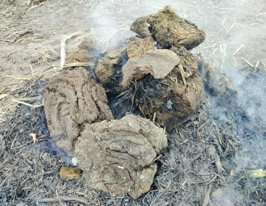 牛大便
照片拍攝者:林家良 牛大便照片拍攝者:林家良