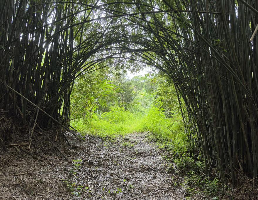 八芝蘭竹拱門秘境照片拍攝者：蕭學苑