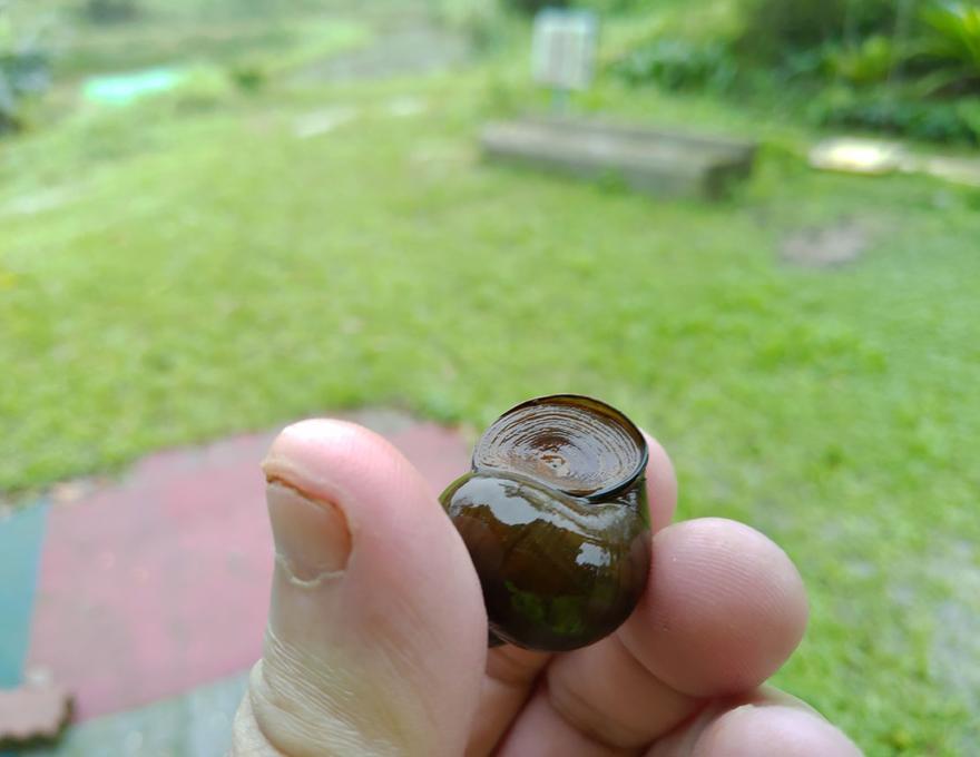 復育中的田螺照片拍攝者:蕭學苑 復育中的田螺照片拍攝者:蕭學苑