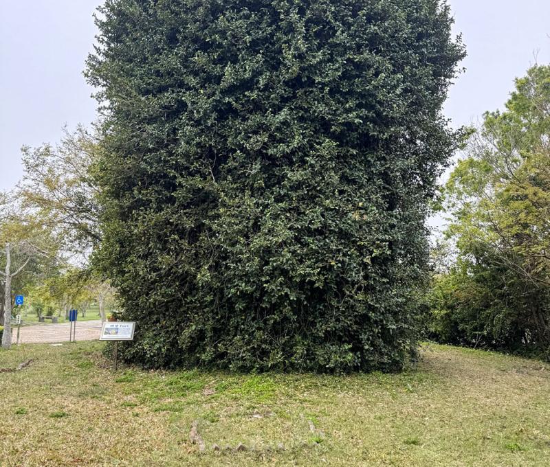 都會公園西側碉堡已被老樹纏繞 照片提供者：蔡金鼎 / 拍攝日期：2025/04/03