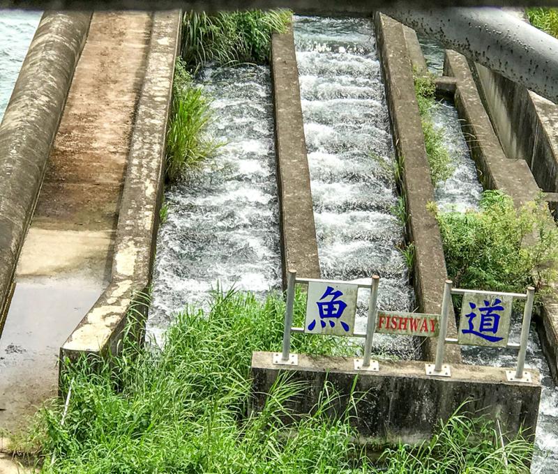 魚道 照片提供者：詹智傑 / 拍攝日期：2020/7/9