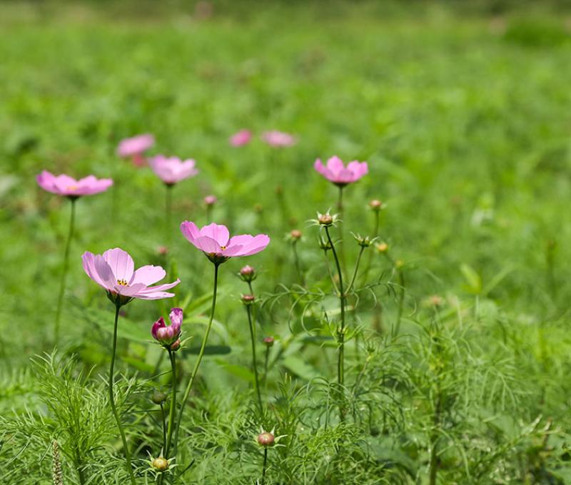 綠肥 - 波斯菊。照片拍攝者：洪光君 / 拍攝日期：2021/4/12