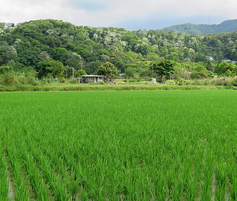 三層河階下的田園景觀。照片拍攝者：林炯任 / 拍攝日期：2021/4/24