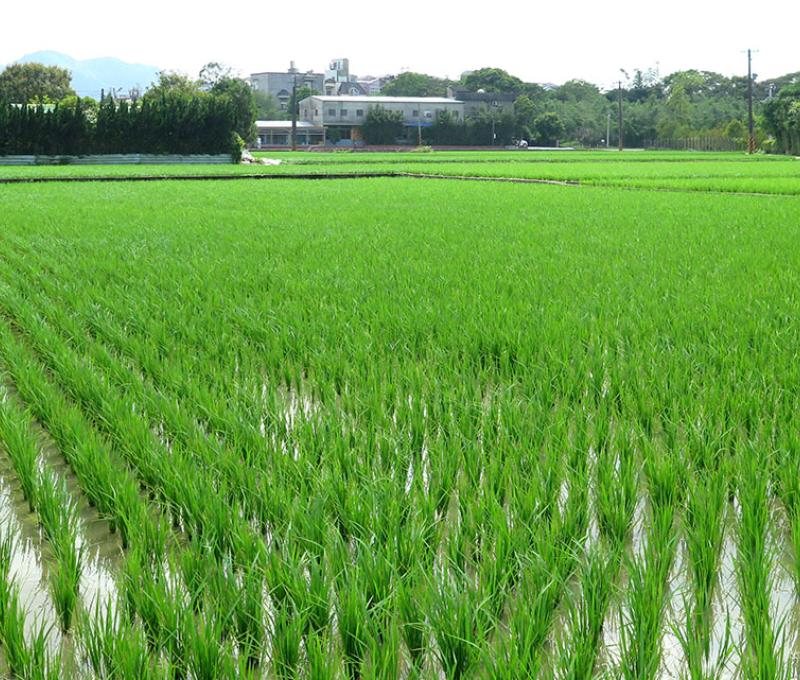 康莊有機聚落農田。照片拍攝者：林炯任 / 拍攝日期：2021/4/24