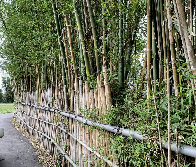 傳統農村常見的竹圍籬。照片拍攝者：林美惠 / 拍攝日期：2021/4/19