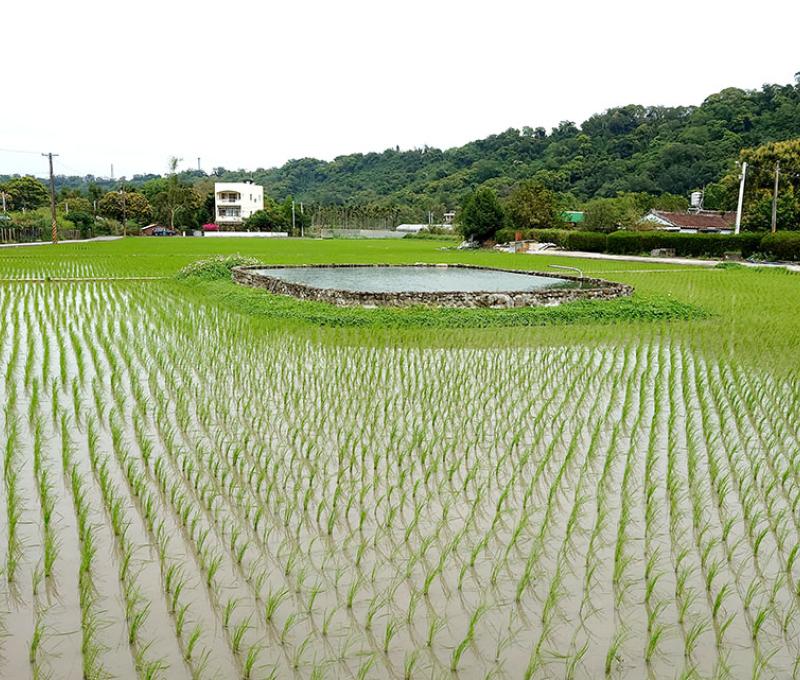 稻田，田中水池。照片拍攝者：洪光君 / 拍攝日期：2021/4/6