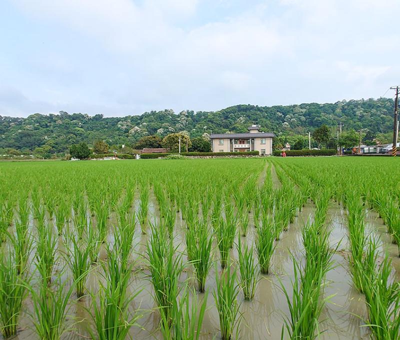 稻田、山景、農舍。照片拍攝者：洪光君 / 拍攝日期：2021/4/15
