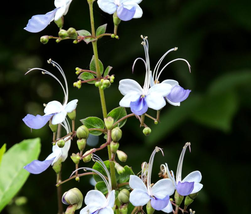 藍蝴蝶。照片拍攝者：洪光君 / 拍攝日期：2021/4/6