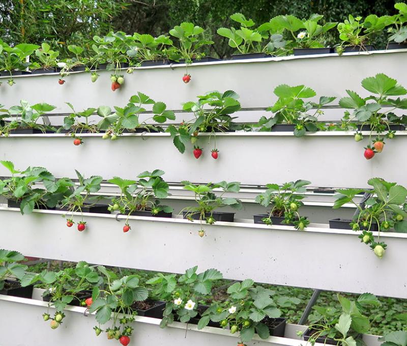 立體水耕植栽。照片拍攝者：林炯任 / 拍攝日期：2021/4/24