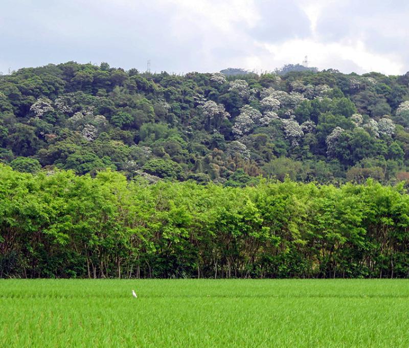 河階桐花盛開。照片拍攝者：林炯任 / 拍攝日期：2021/4/24