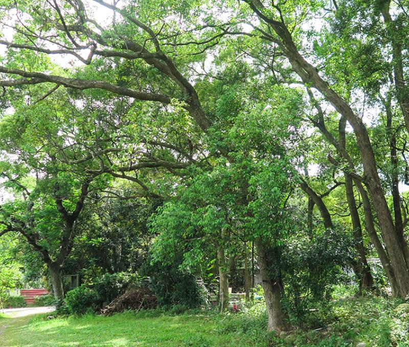 園區老樹林蔭