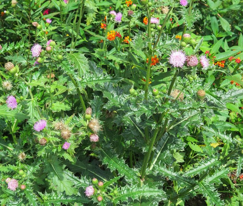 雞角薊又稱雞角刺。照片拍攝者：林炯任 / 拍攝日期：2021/4/24