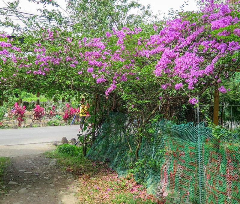 九重葛花門照片拍攝者：林炯任 / 拍攝日期：2021/4/24