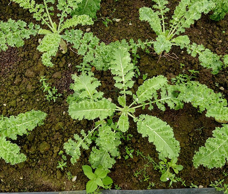 羽衣甘藍照片拍攝者：洪光君 / 拍攝日期：2021/4/6