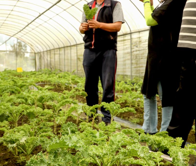 羽衣甘藍菜園。照片拍攝者：洪光君 / 拍攝日期：2021/4/6