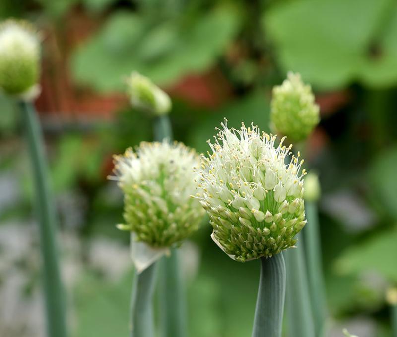 青蔥的花。照片拍攝者：洪光君 / 拍攝日期：2021/4/6