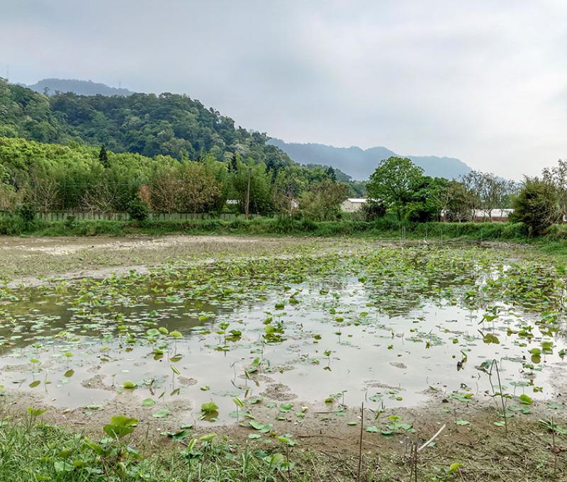 缺水的埤塘照片拍攝者：洪光君 / 拍攝日期：2021/4/15