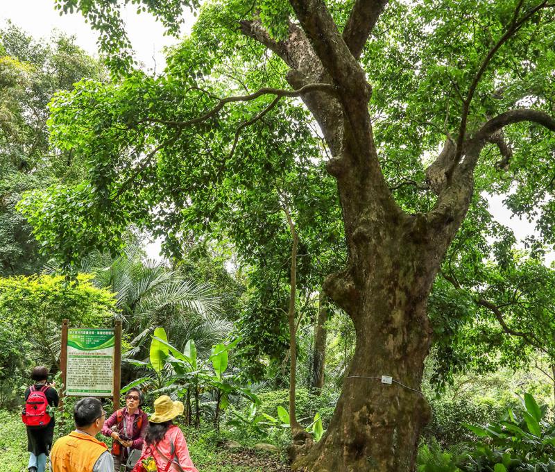 巨大的百年茄苳樹照片拍攝者：洪光君 / 拍攝日期：2021/4/6