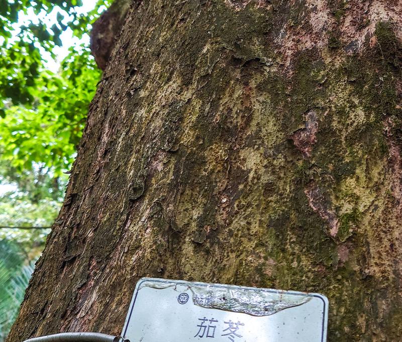 直徑接近2m，樹圍超過6m照片拍攝者：洪光君 / 拍攝日期：2021/4/6