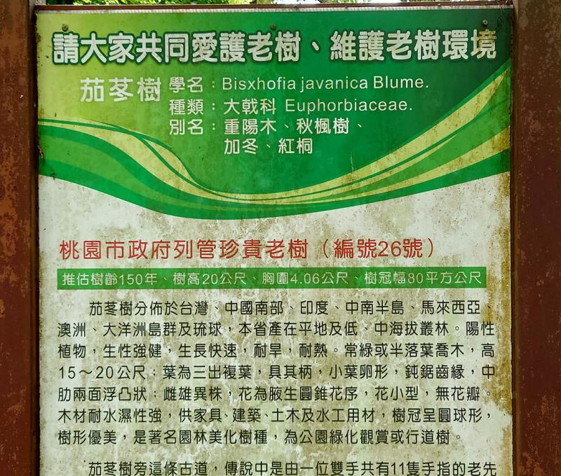 桃園市列管編號#26號的珍貴老樹。照片拍攝者：洪光君 / 拍攝日期：2021/4/6