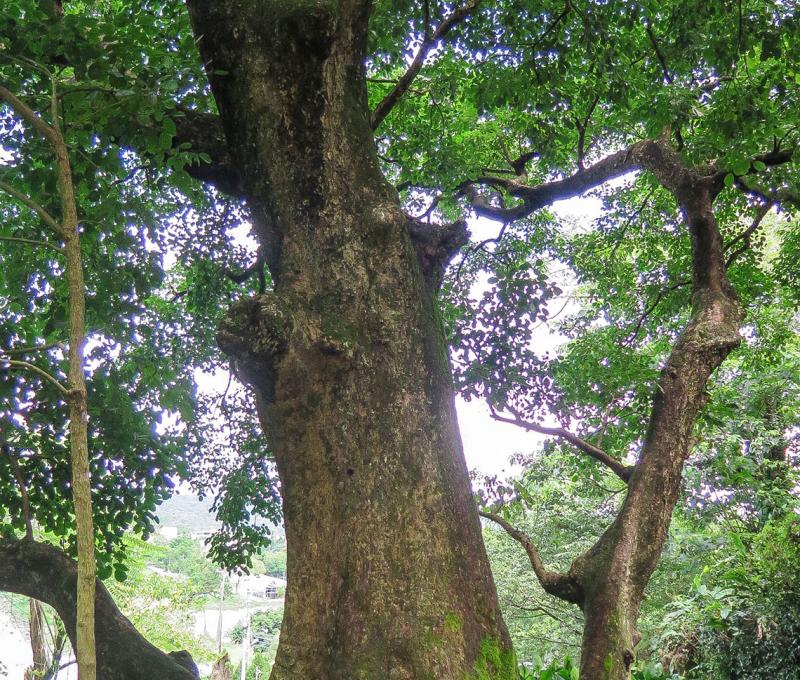 百年茄苳樹景。照片拍攝者：林炯任 / 拍攝日期：2019/7/10