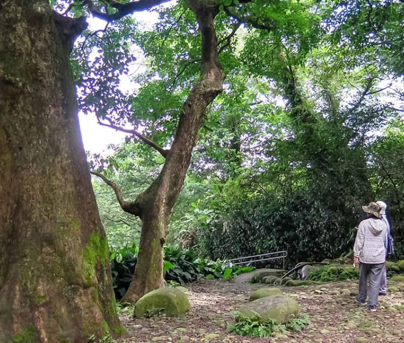 百年茄苳樹前照片拍攝者：林炯任 / 拍攝日期：2019/7/10