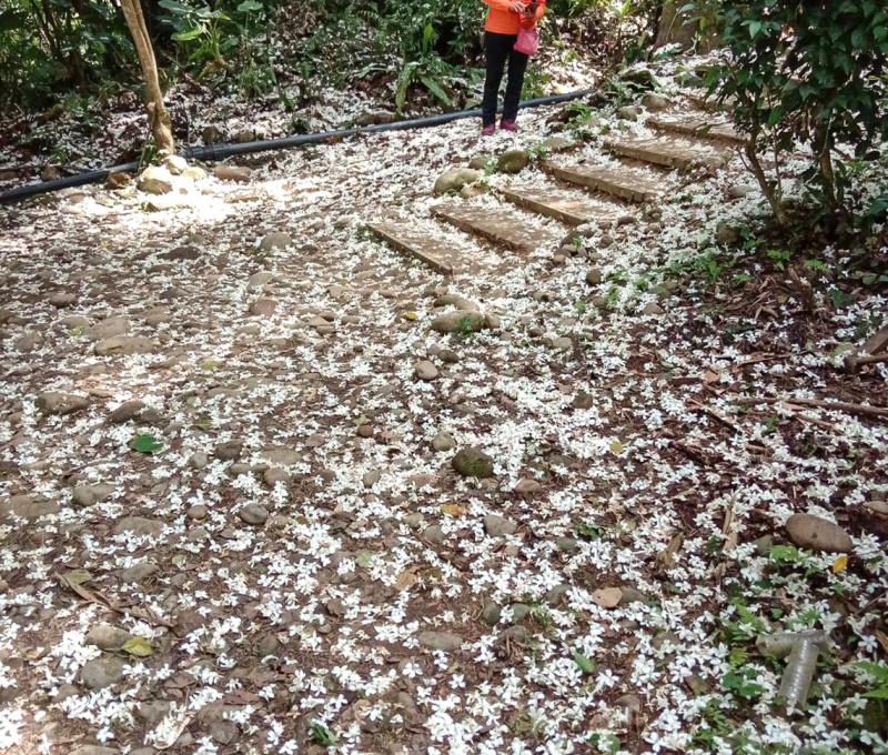 茄冬樹前落花美景照片拍攝者：林炯任 / 拍攝日期：2021/4/25