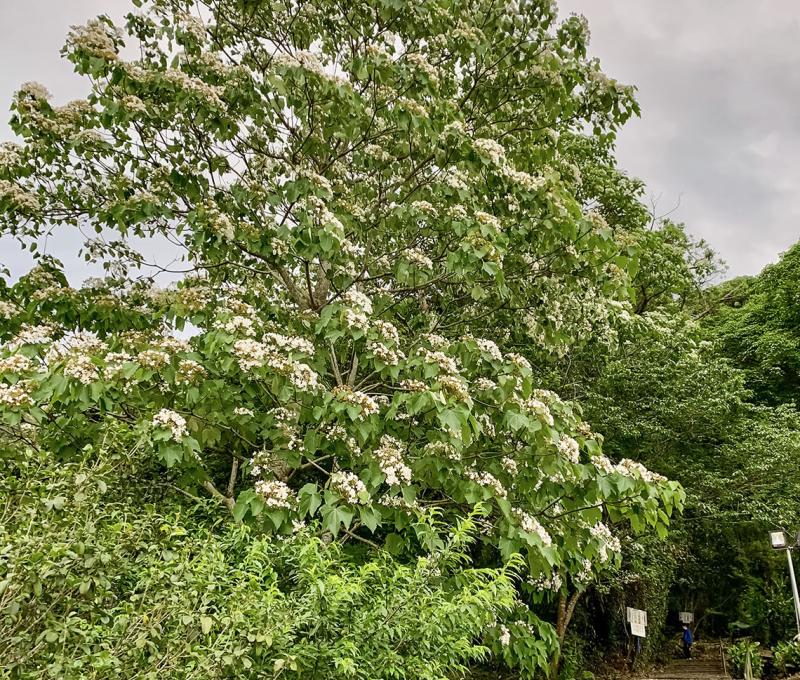 十一指古道入口處照片拍攝者：林美惠 / 拍攝日期：2021/4/19