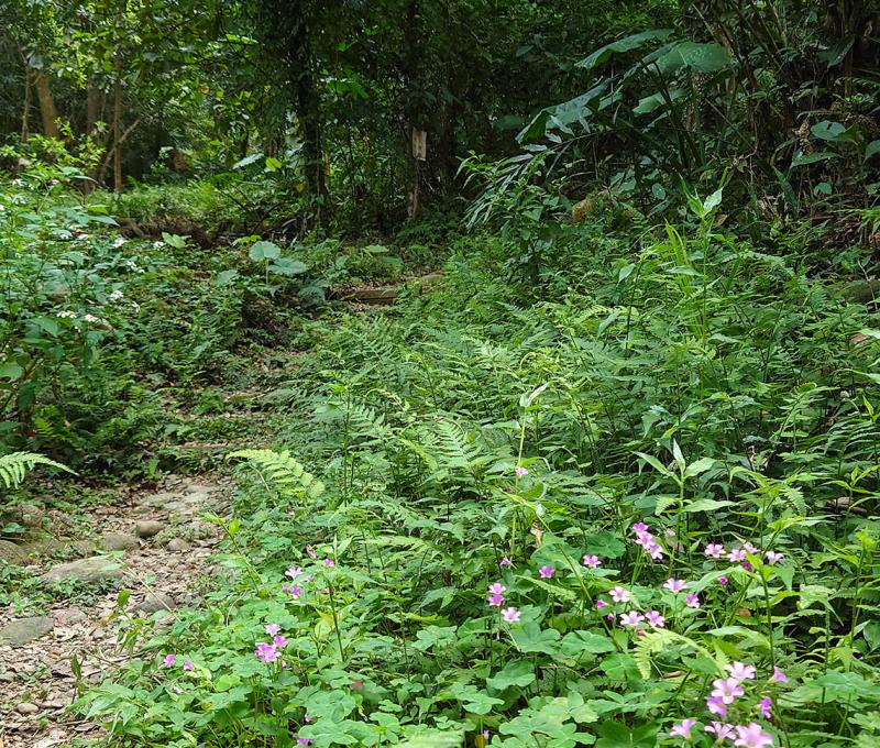 古道入口，綠意盎然照片拍攝者：洪光君 / 拍攝日期：2021/4/6