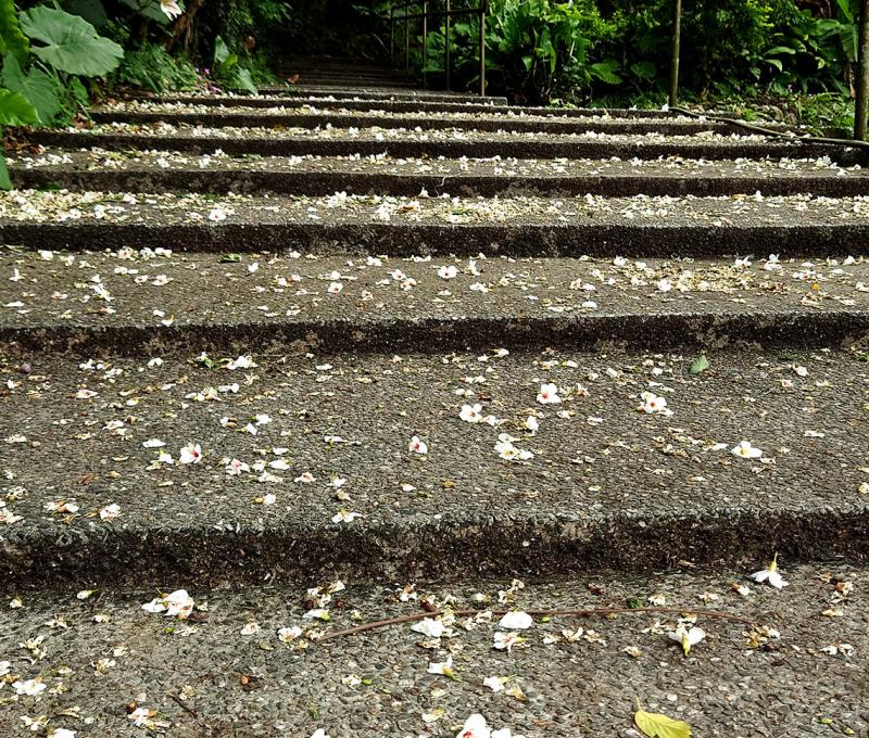 古道上的油桐花季照片拍攝者：洪光君 / 拍攝日期：2021/4/6