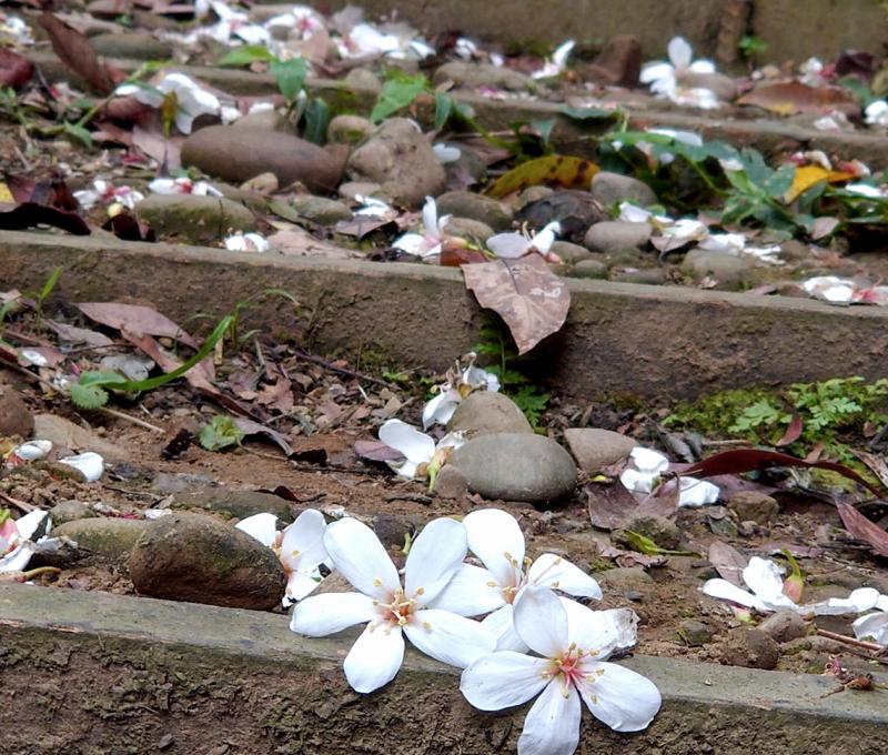 古道上的油桐花照片拍攝者：洪光君 / 拍攝日期：2021/4/15