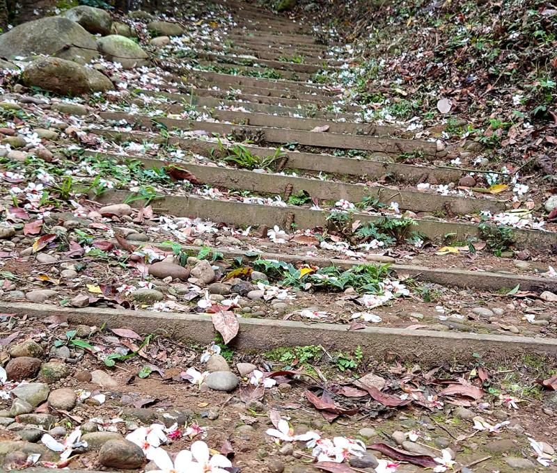 彎延而上的古道照片拍攝者：洪光君 / 拍攝日期：2021/4/15