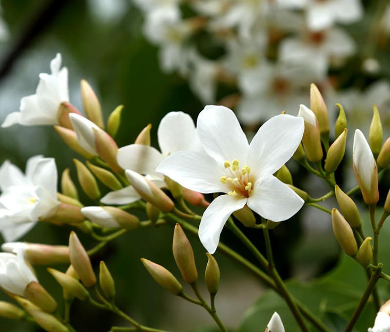 提早到來的五月雪照片拍攝者：洪光君 / 拍攝日期：2021/4/6