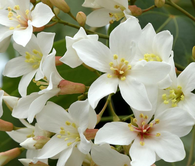 盛開的油桐花。照片拍攝者：洪光君 / 拍攝日期：2021/4/6