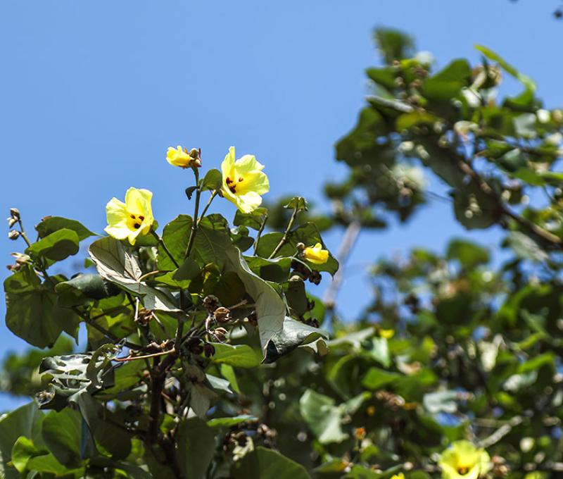 黃槿照片拍攝者：洪光君 / 拍攝日期：2021/4/6